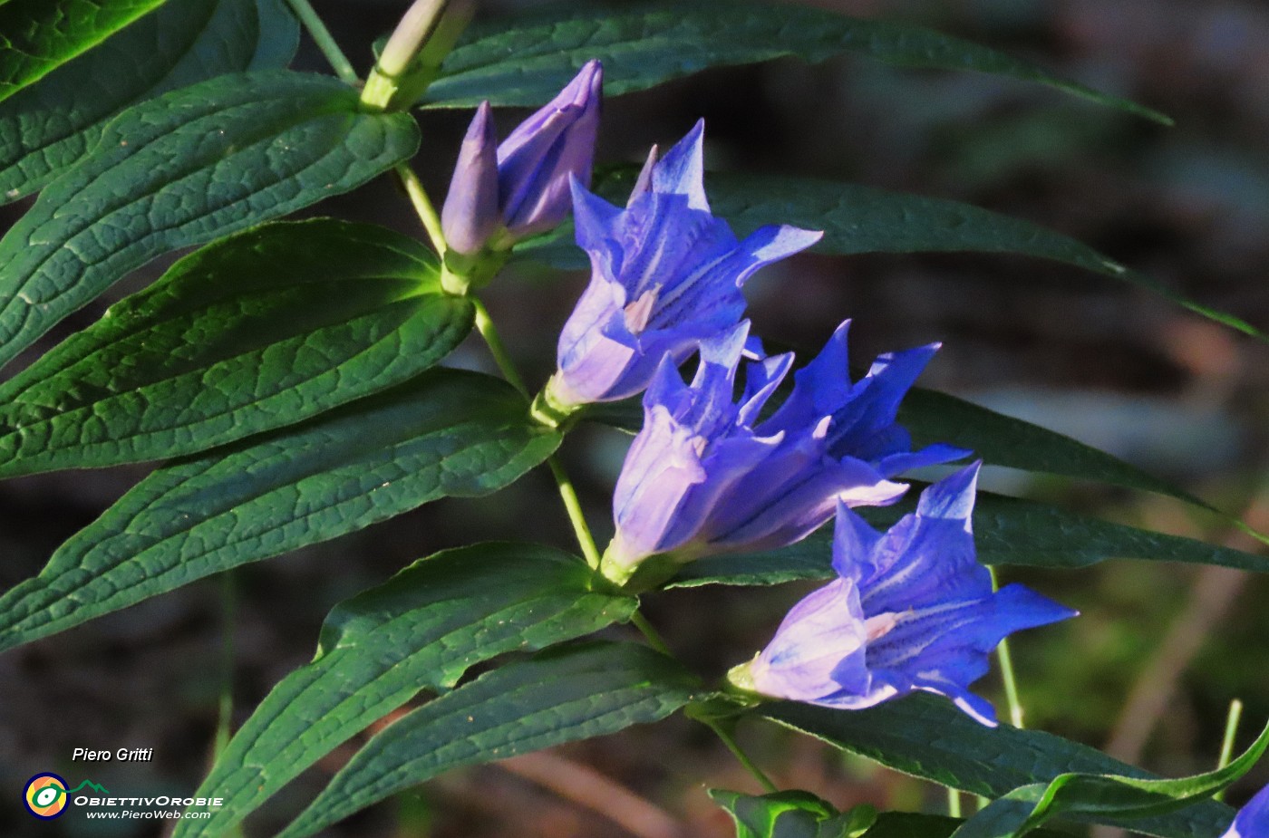 11 Gentiana asclepiadea  baciata dai raggi del sole nell'ombrosa abetaia.JPG